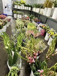 Fresh Flower Wholesale
