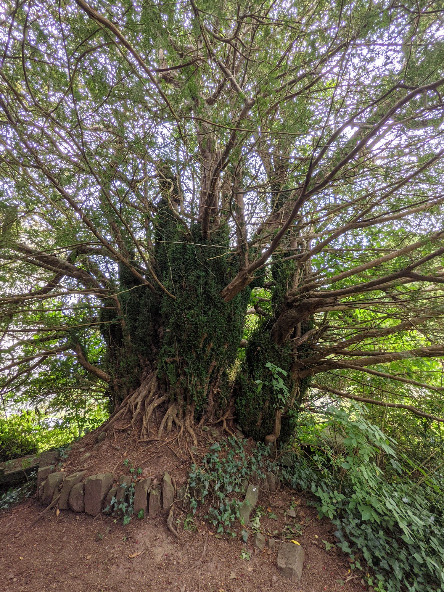 UK oldest yew tree