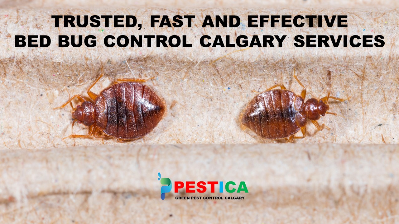 Pestica Green Pest Control Calgary