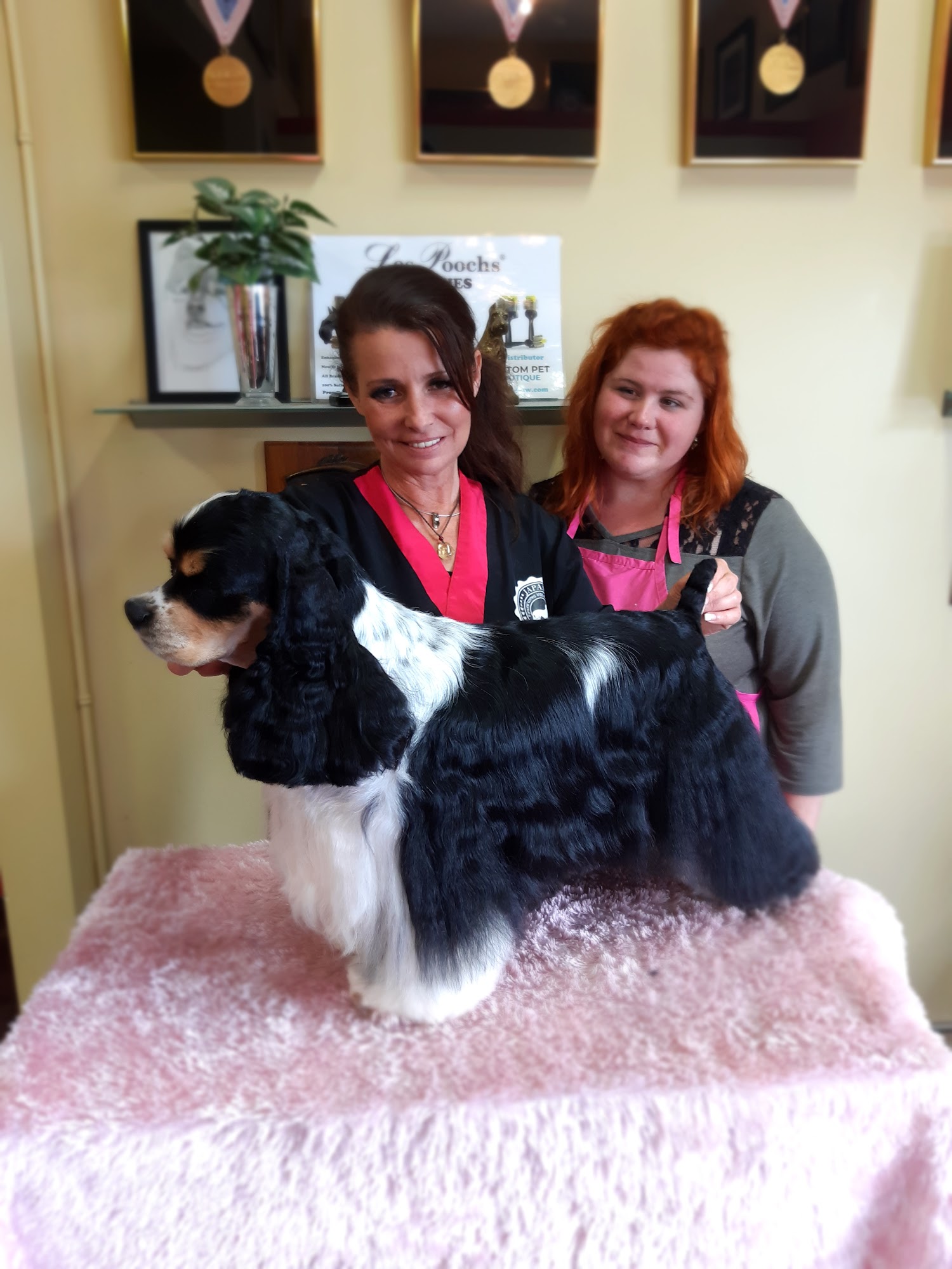 Wags to Whiskers and Global Groomers TV 243100 Rainbow Rd, Chestermere Alberta T1X 0M7