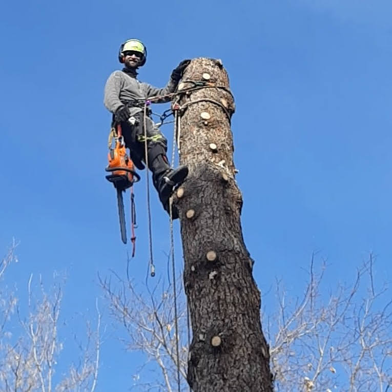 City Tree Service