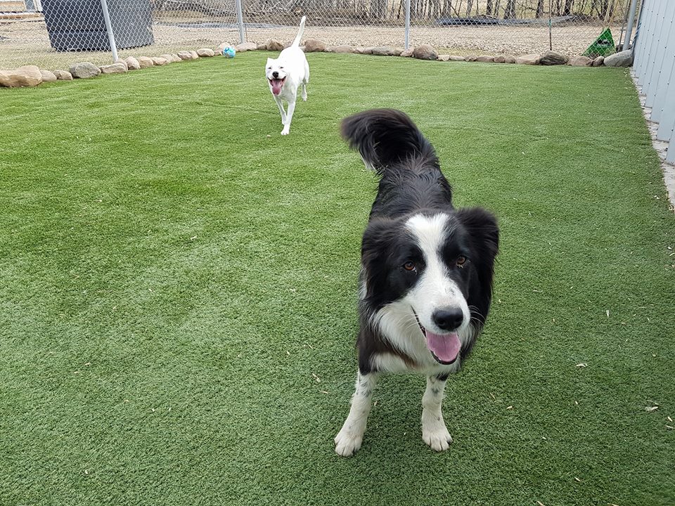 Country Lane Pet Boarding