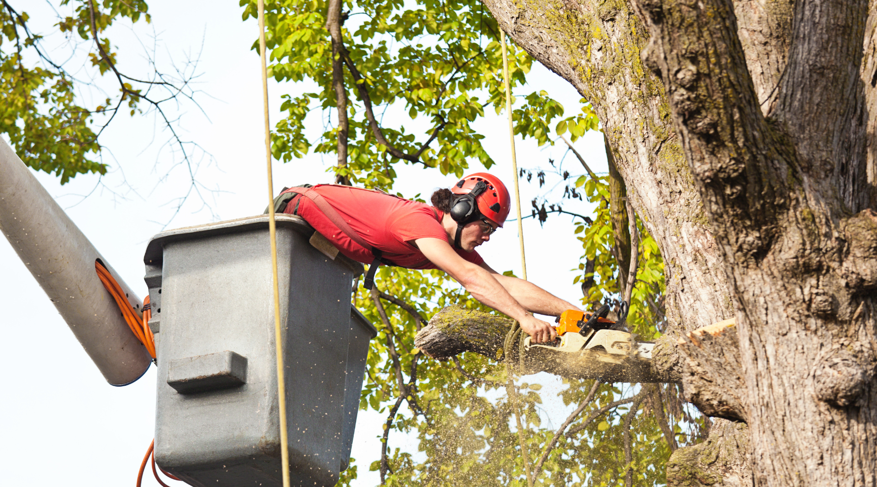 Heritage Arborist