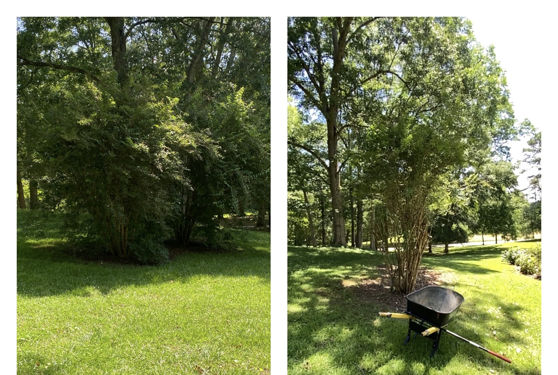 Pokey Gilberts Lawn care & Landscaping 40 Armory Rd, Ashland Alabama 36251