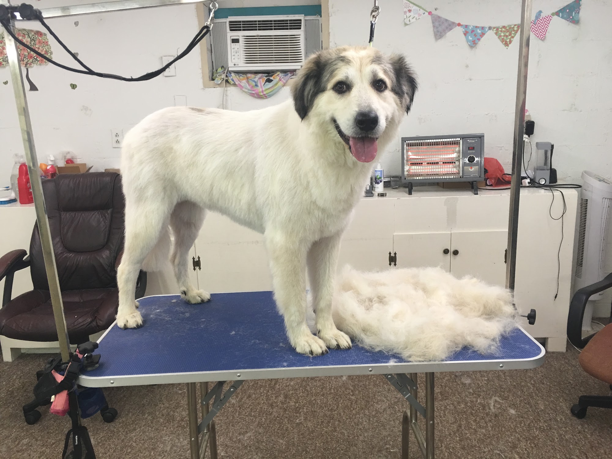 Pampered Paws Grooming & Boarding Resort 104 A, Bobby Austin Ave, Attalla Alabama 35954