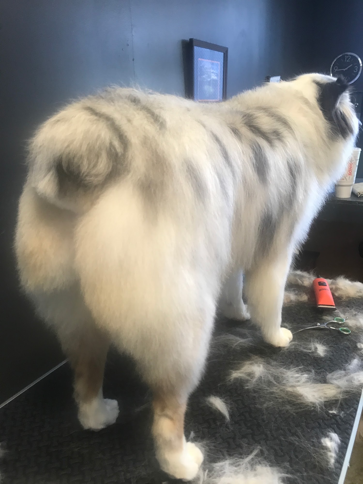 Groomingdales Pet Spa, LLC. Auburn