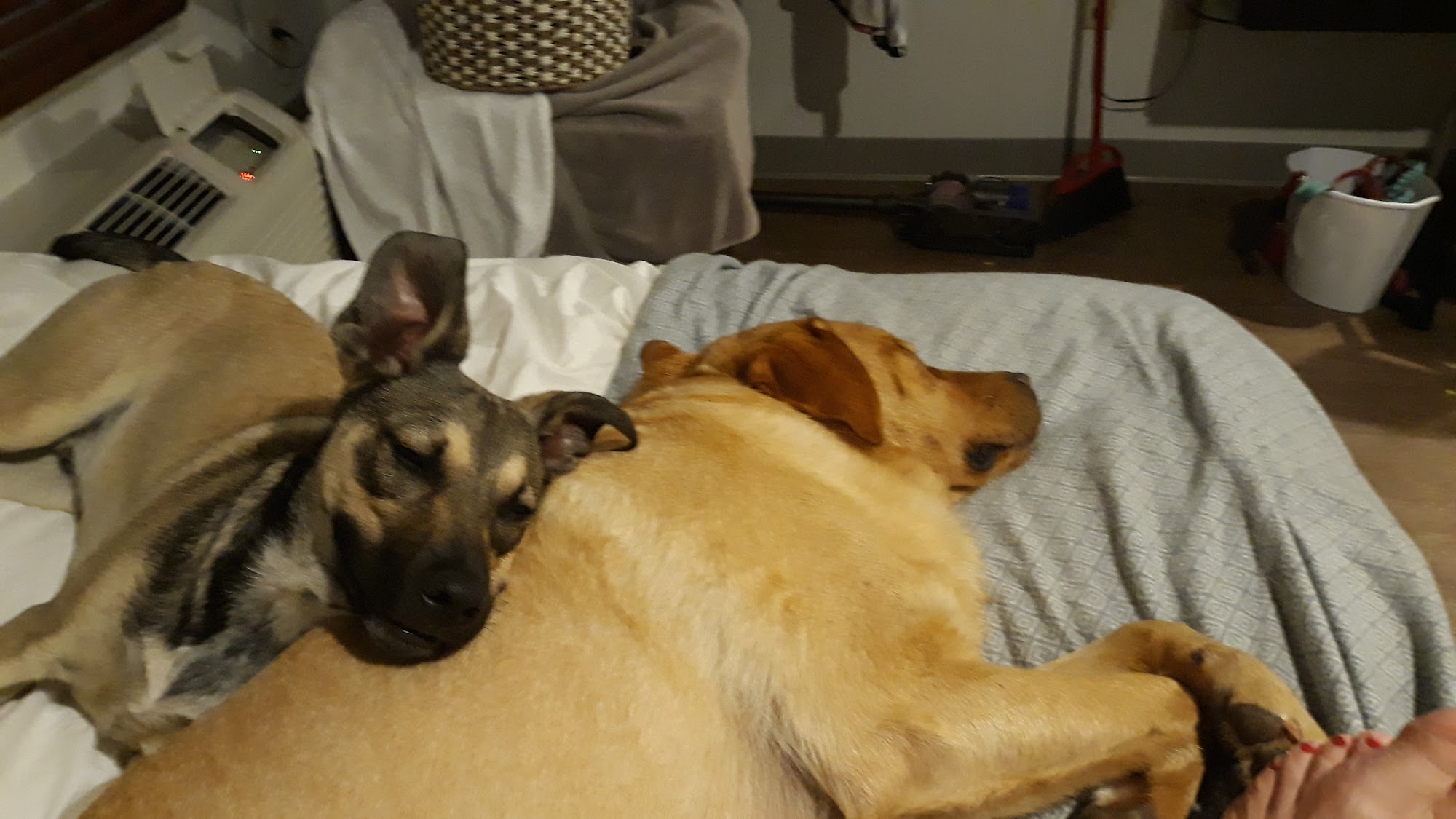 Go Play Pet Service Dog Day Care Daphne