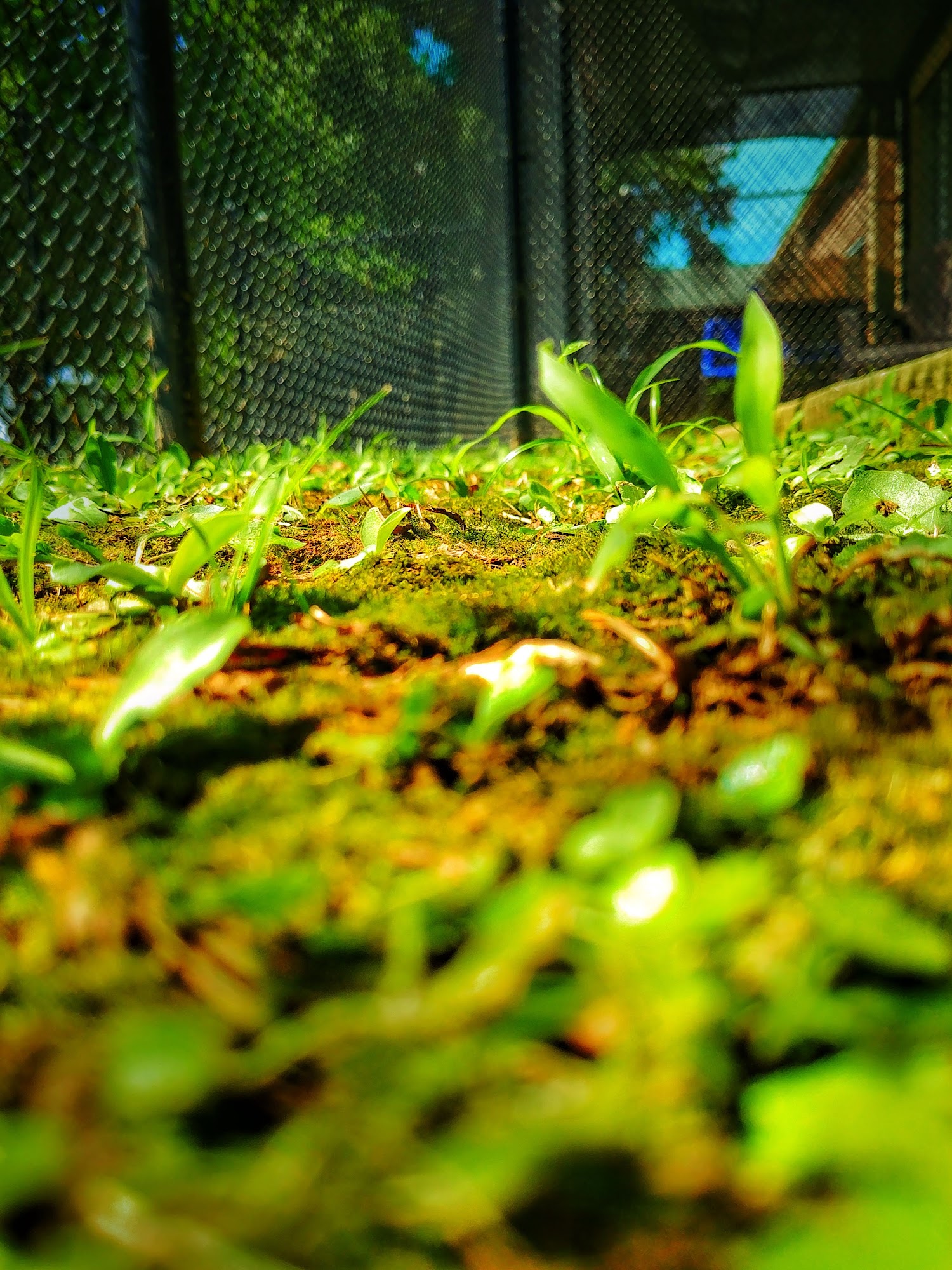 Decatur Animal Services Decatur