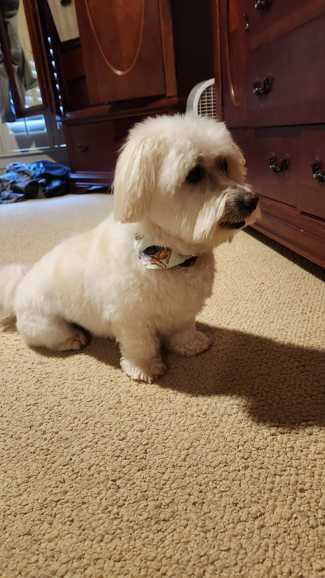 Myra's Pet Salon Gardendale