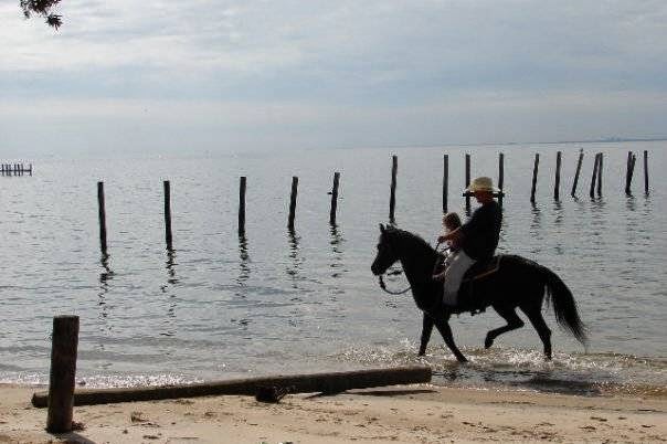 Mike Francis Tree Service - removal & pruning