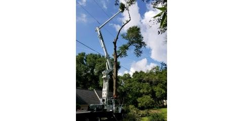 TrimCo Tree Experts 5337 Co Rd 14, Midland City Alabama 36350