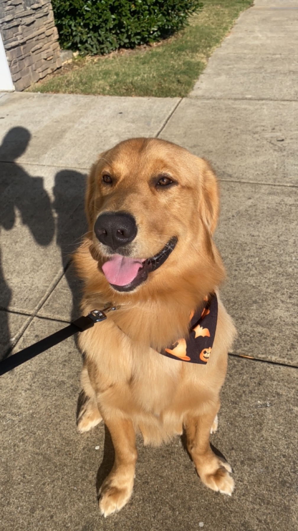 Pampered Pets Grooming Salon Northport