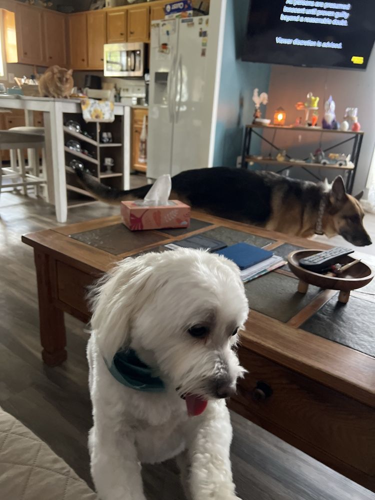 Paws Kountry Smiths Station