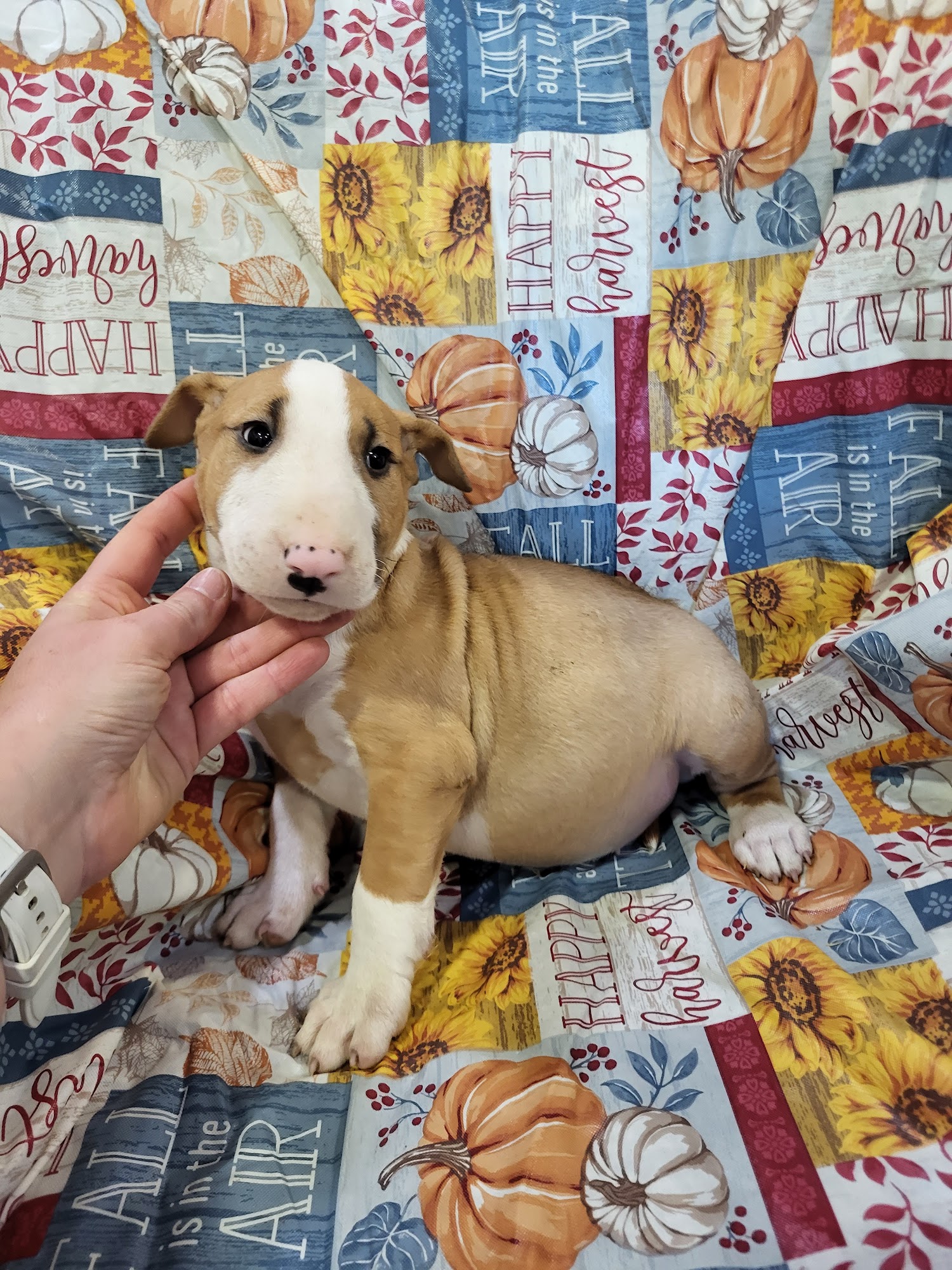 Sweet Country Shepherds Valley