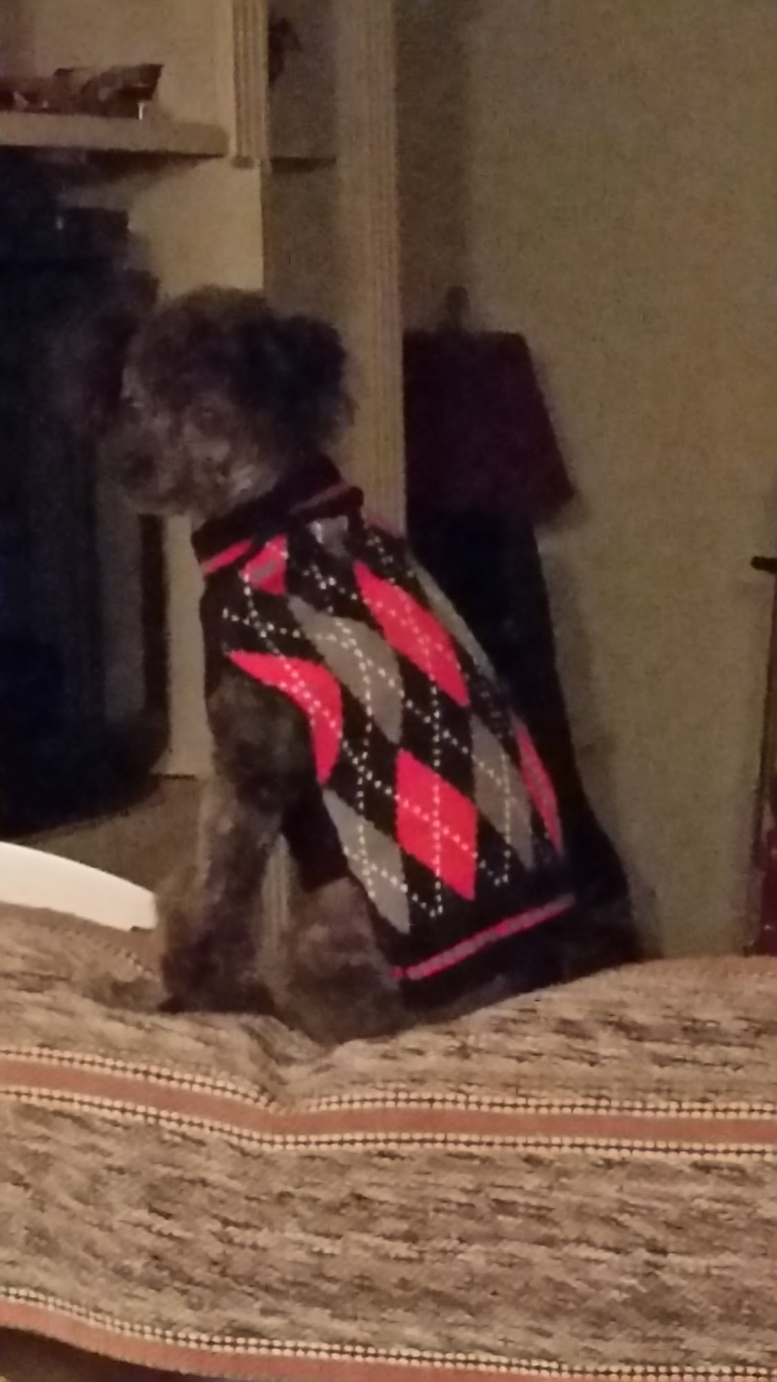 Darling Pet Salon Wetumpka