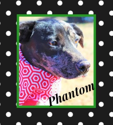 Humane Society of Independence County Batesville