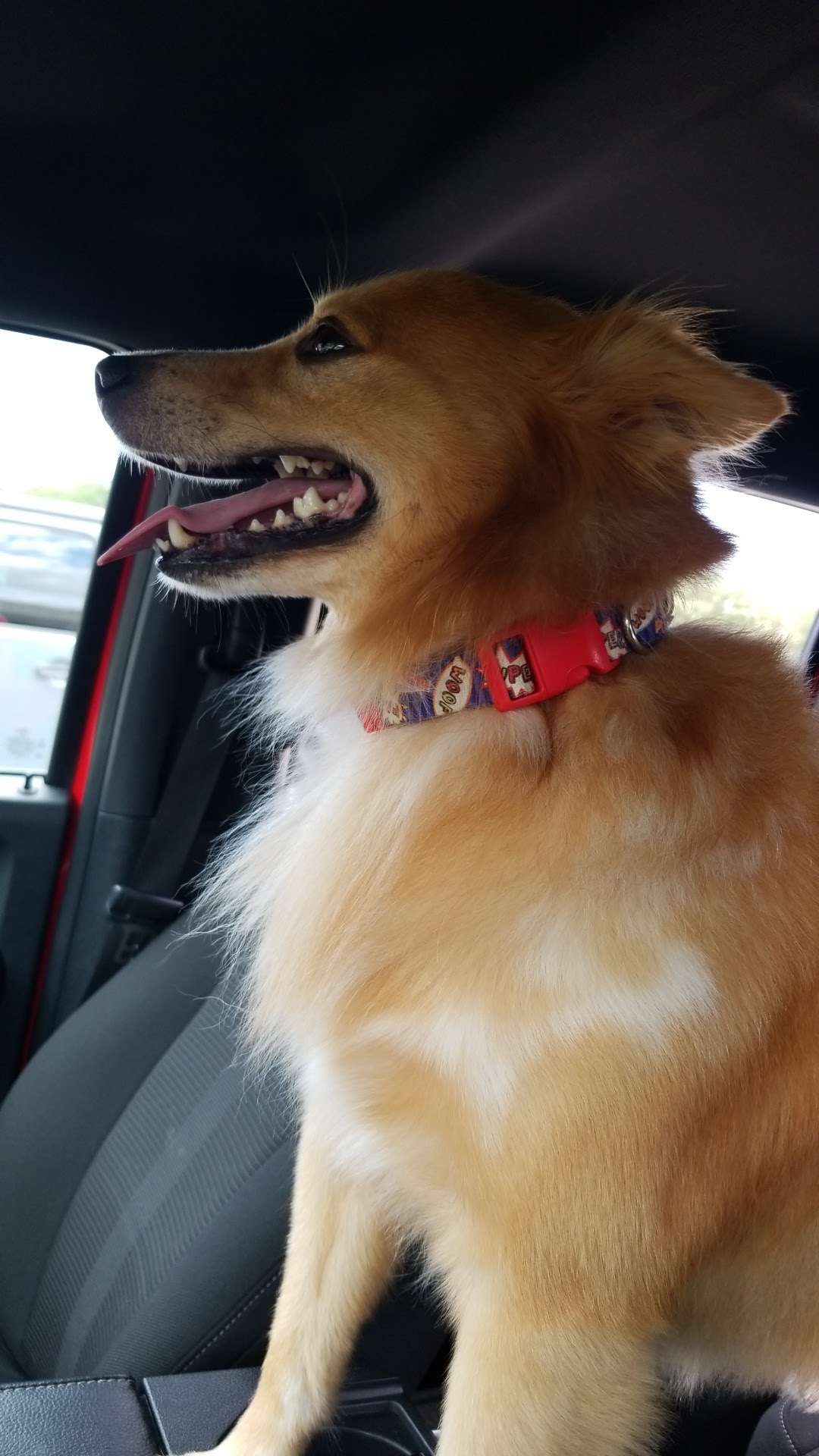 Phe Phe's House of Hair Dog Grooming Bryant