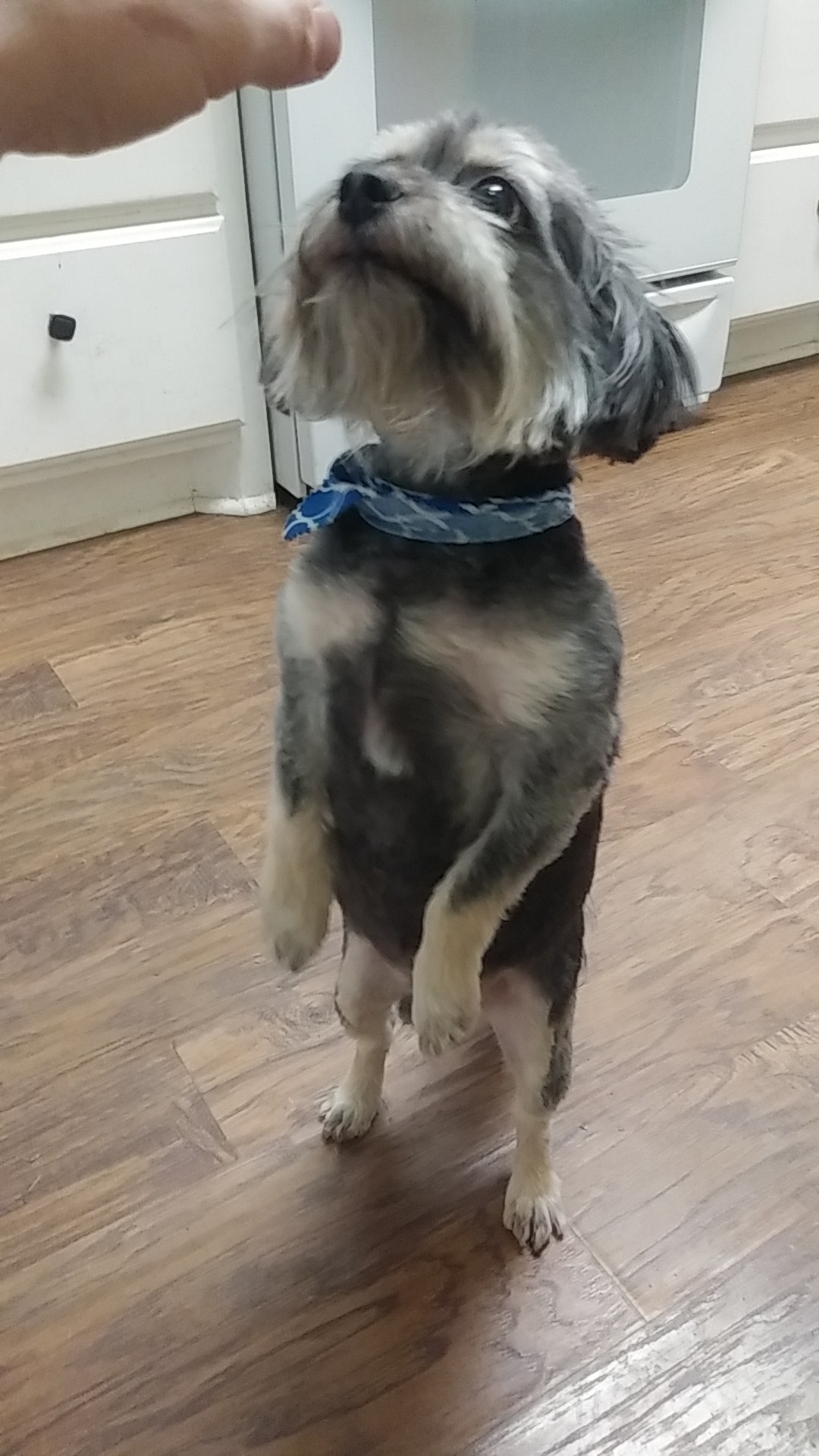 Hair of the Dog Grooming Salon Conway