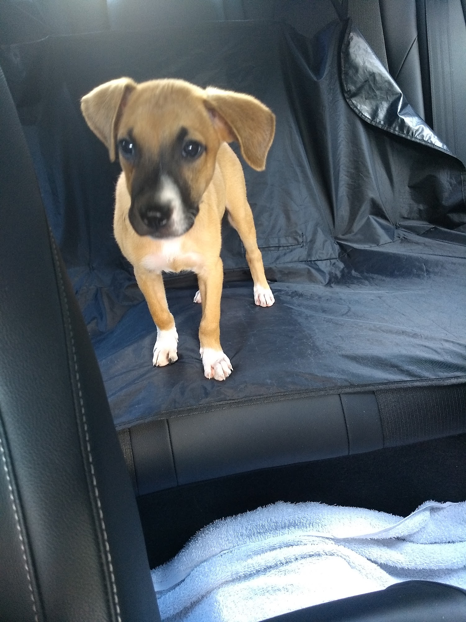 UCAPS Adoption Center El Dorado