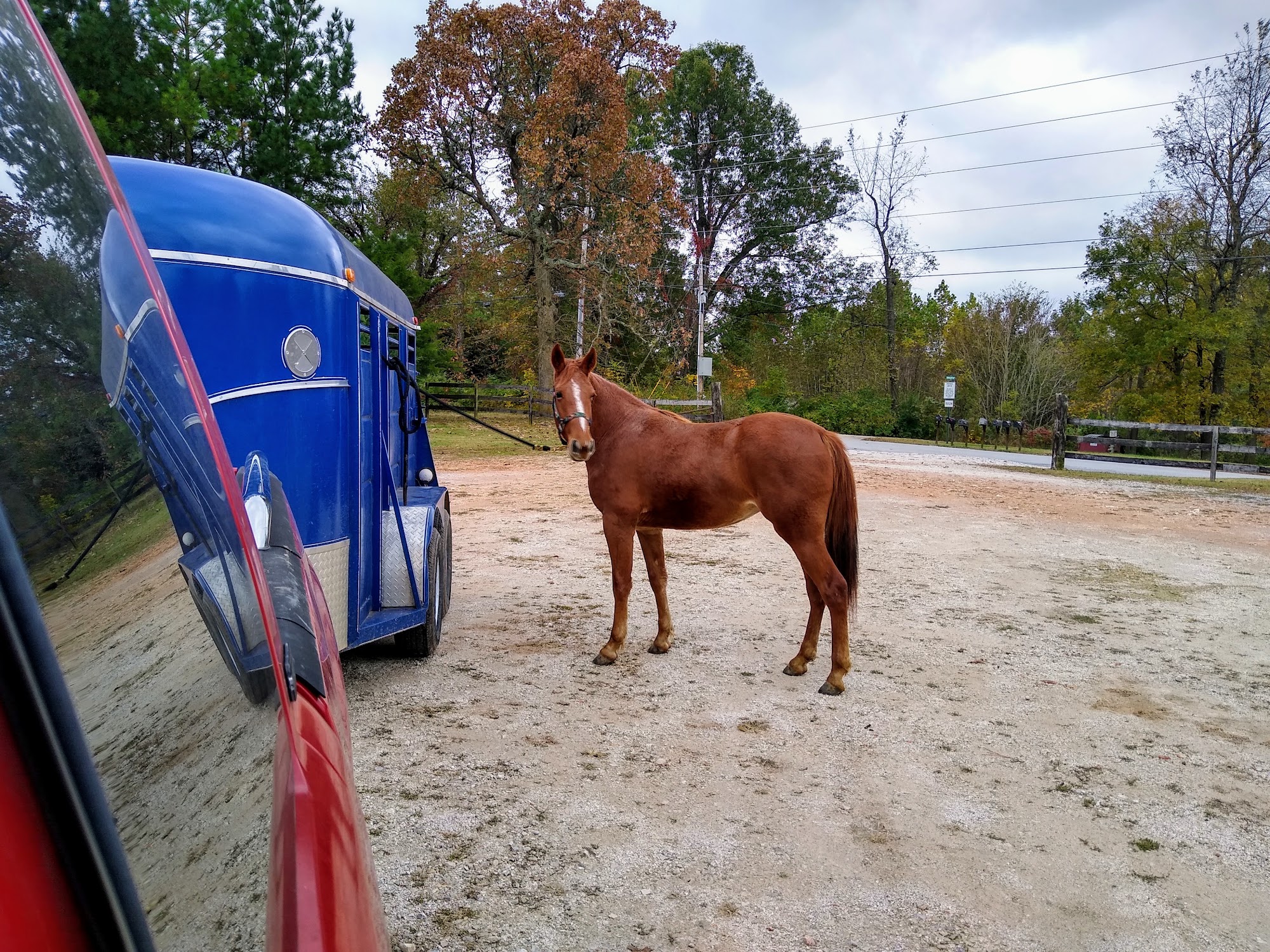 Northwest Equine Services