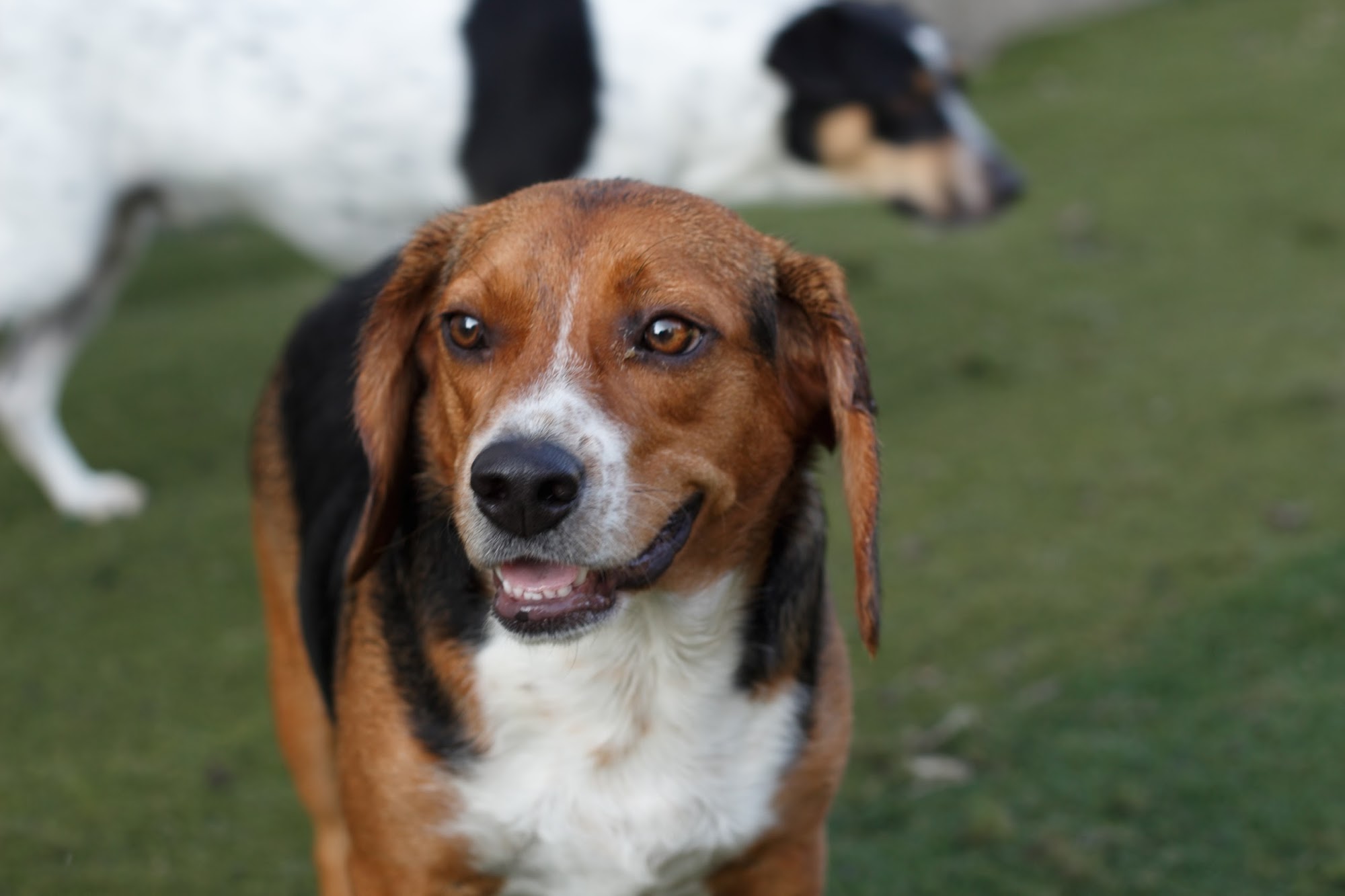 Ultimutt Dog Care Fort Smith