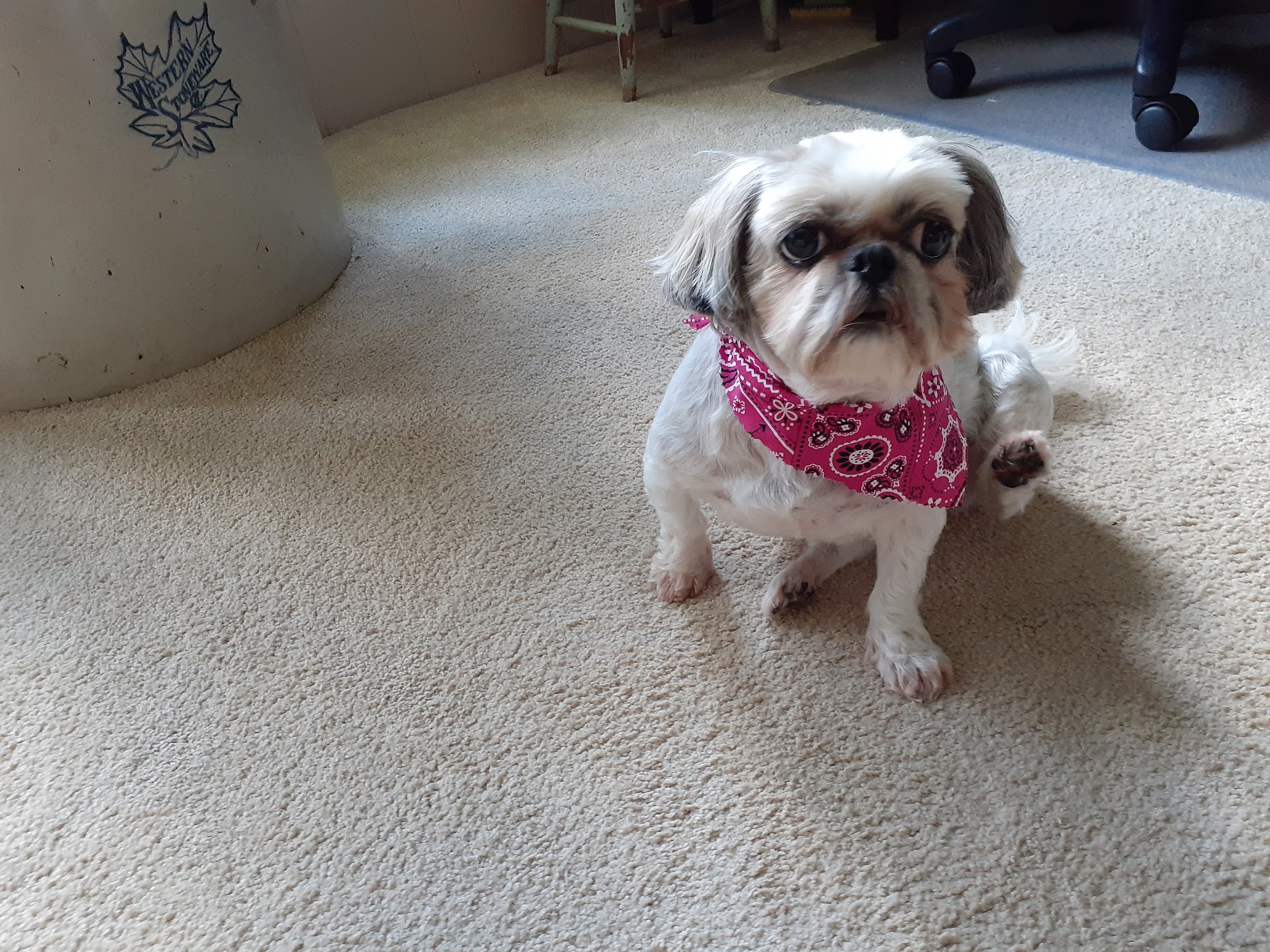 Adorable Pets Fort Smith