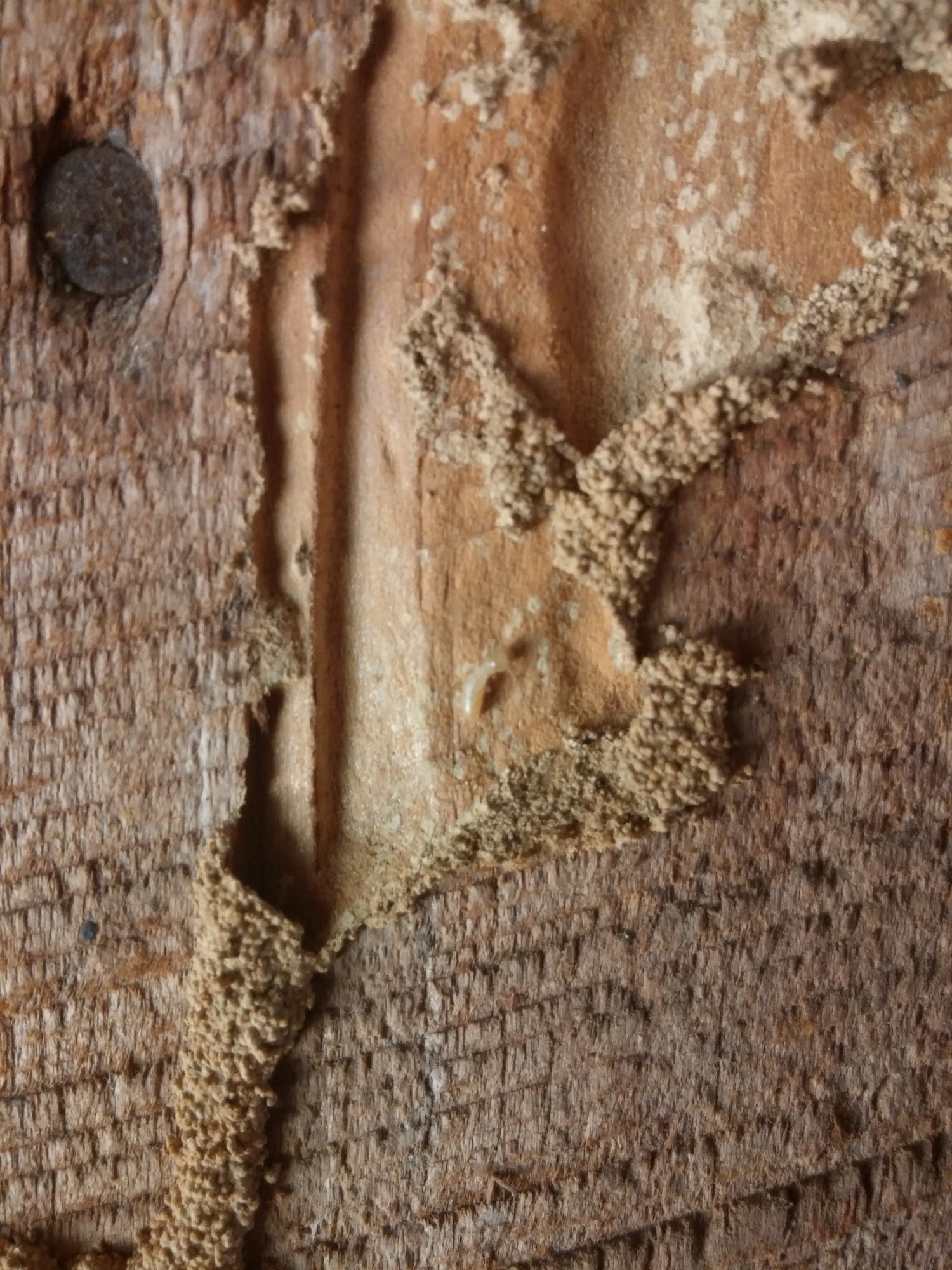 Hopper Termite & Pest Management 111 Tulaka Blvd, Heber Springs Arkansas 72543