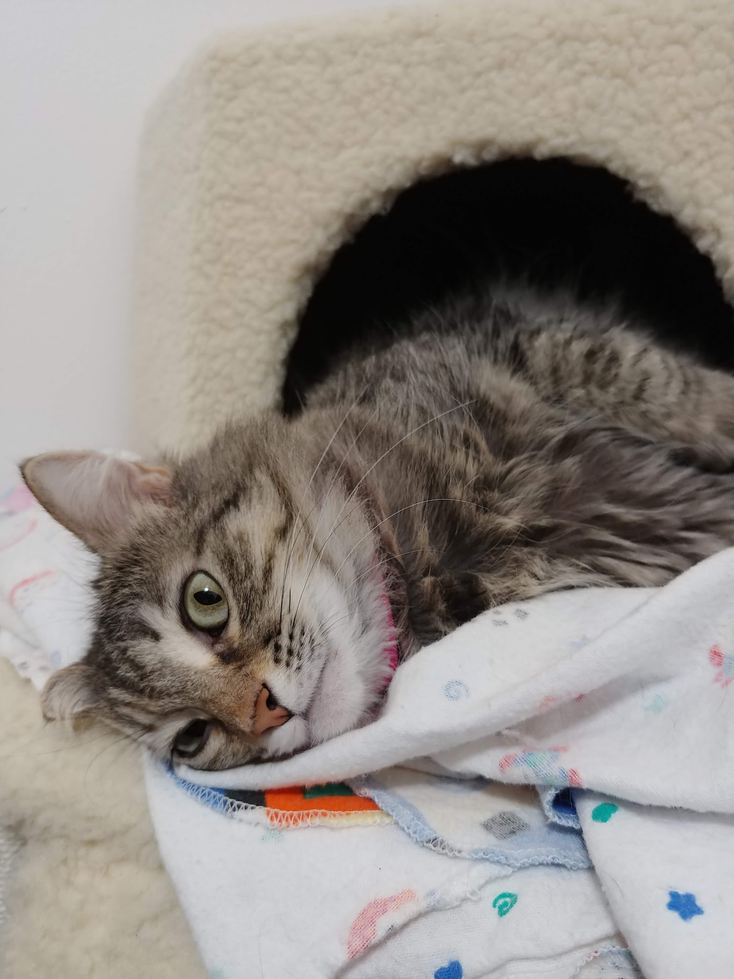 Guardian Angels Cat Club Hot Springs