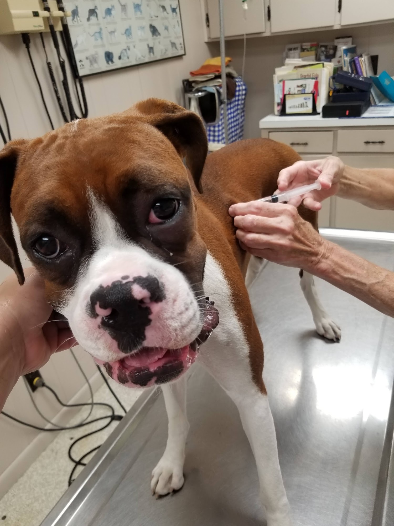 Lincoln Animal hospital Lincoln