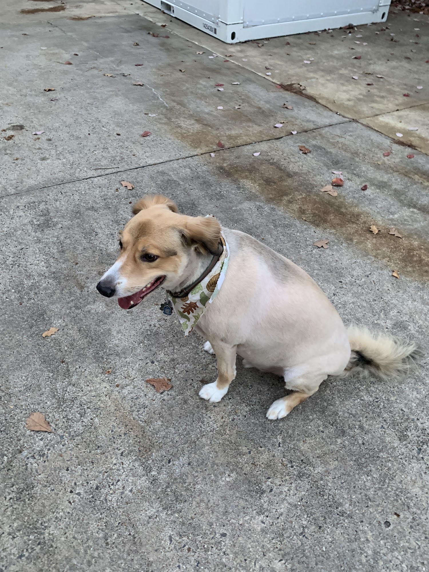 Doggie Do's Little Rock