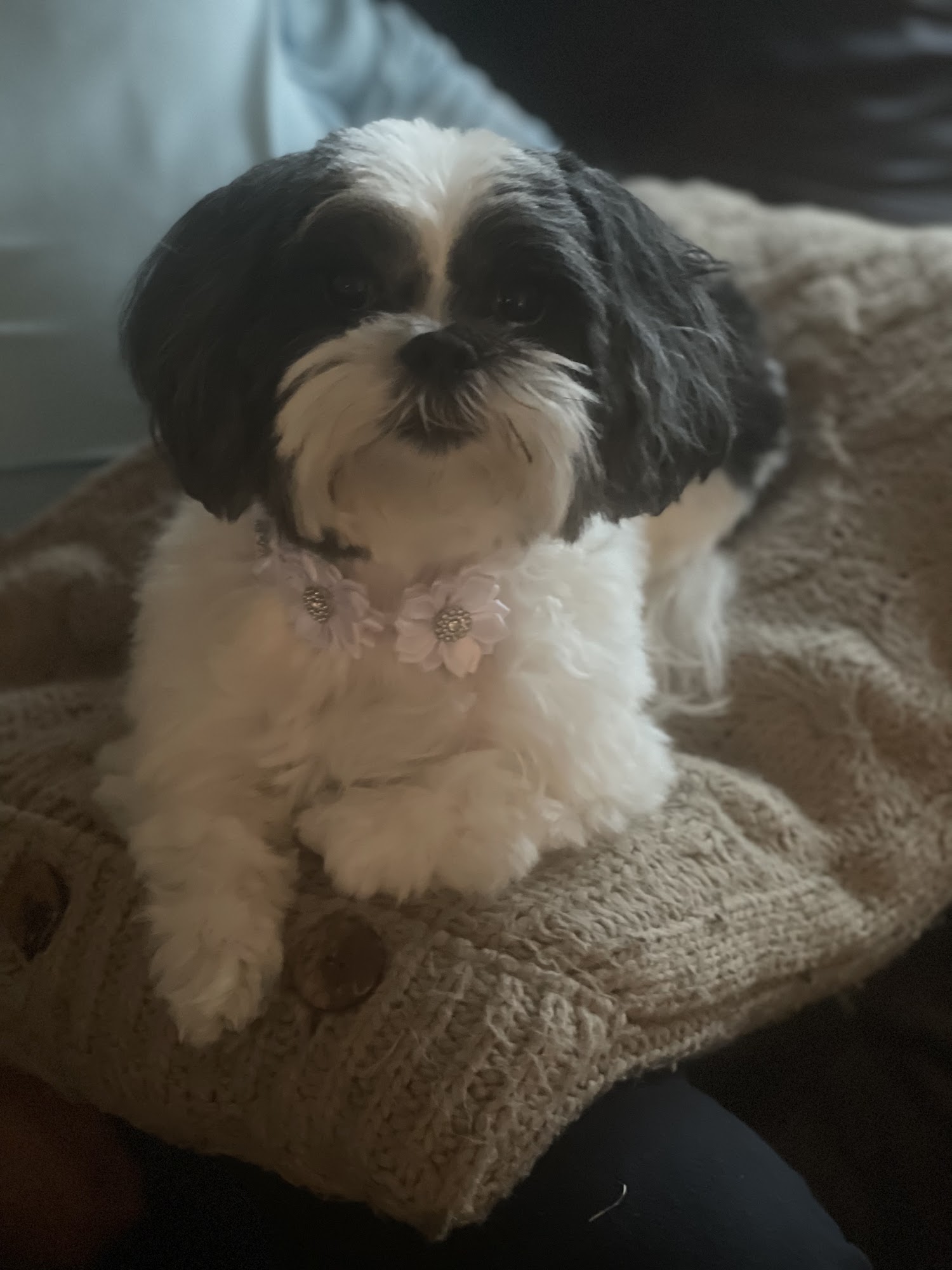 Bubbles & Bows Pet Salon Lowell