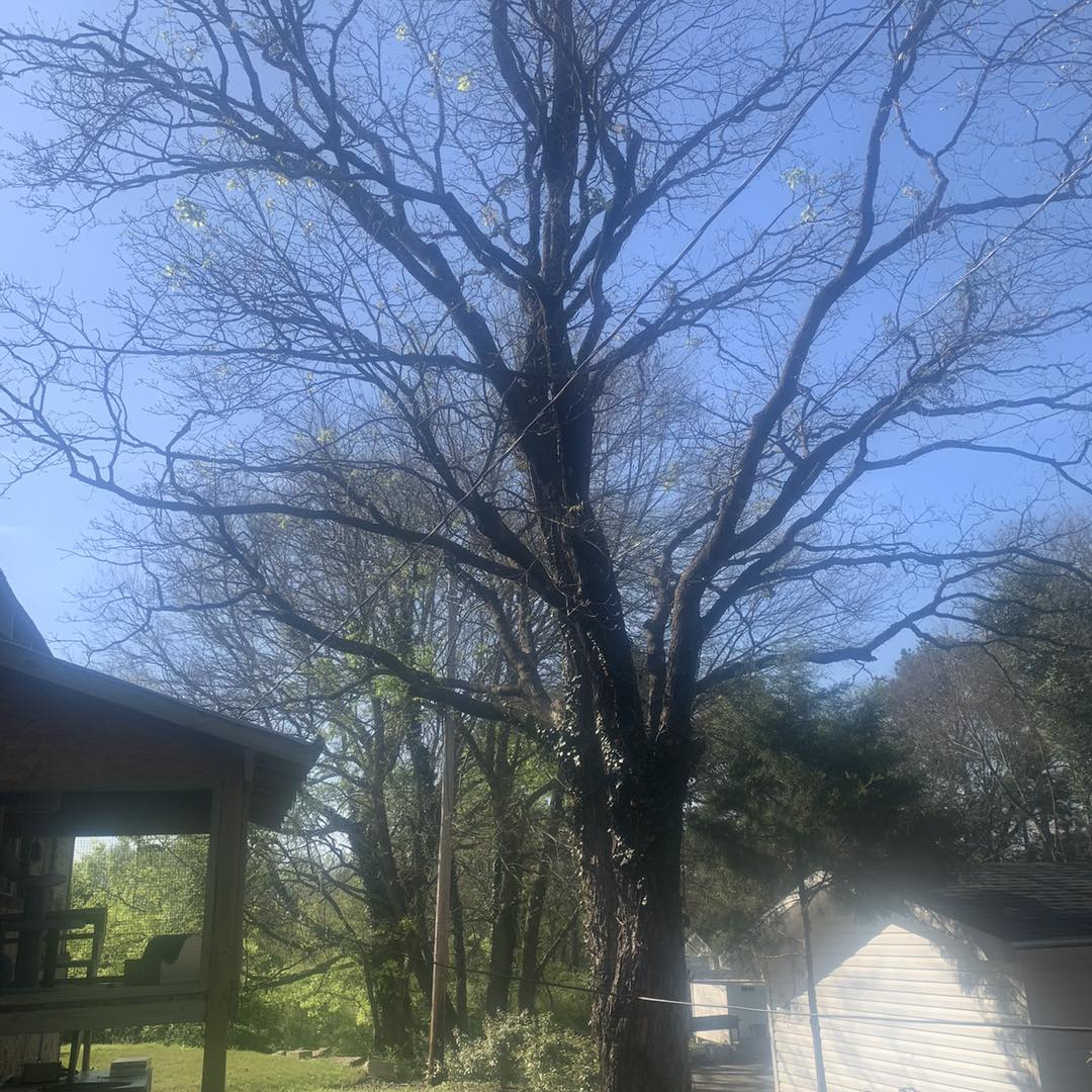 Happy Jack's Tree & Stump 1605 Willow St, Malvern Arkansas 72104