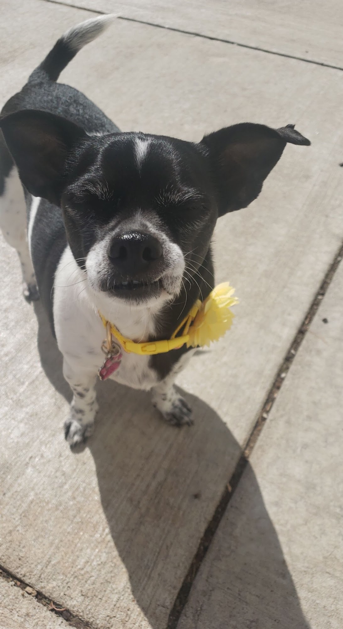 Humane Society of the Ouachitas Mena