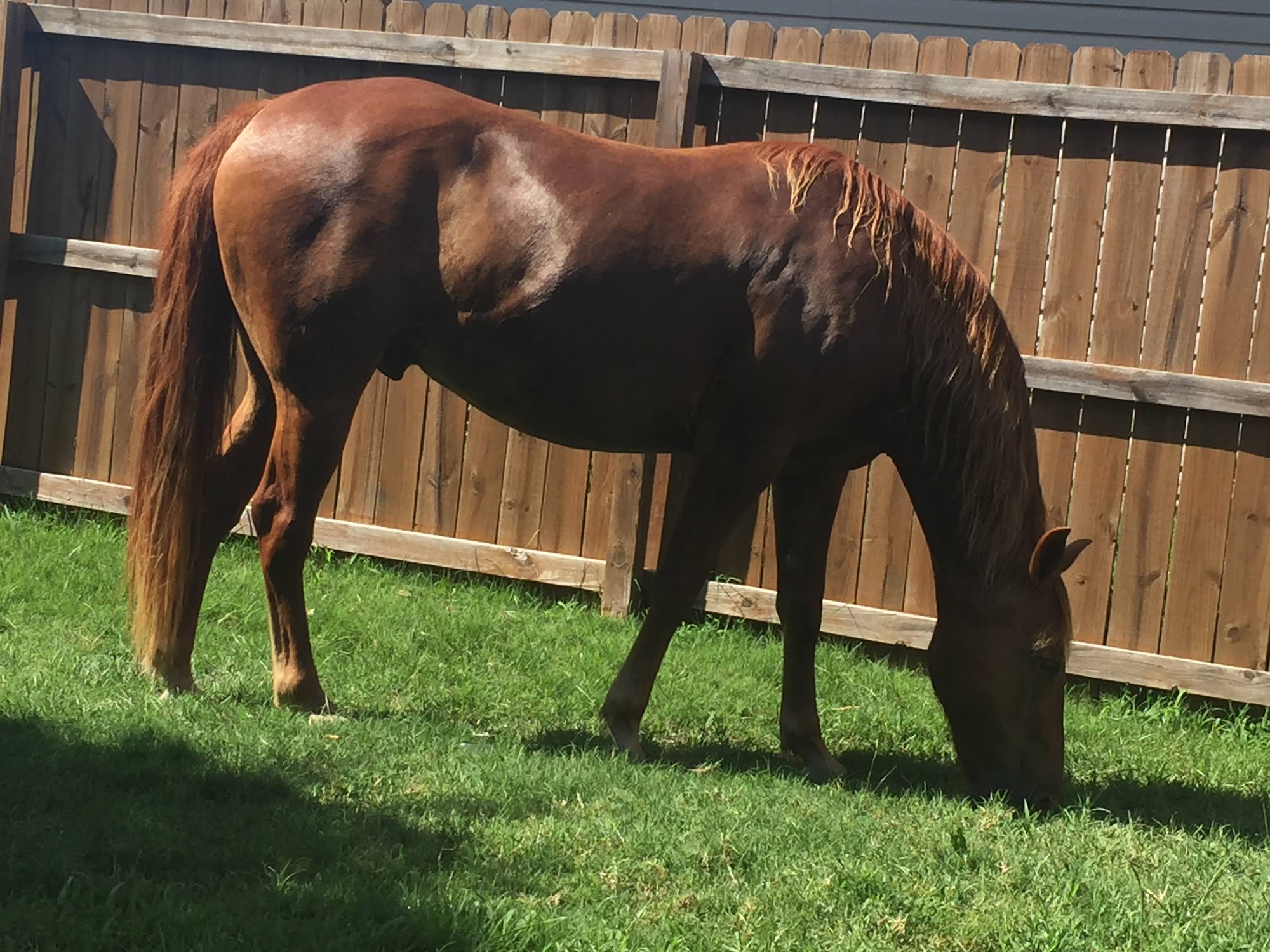 Pea Ridge Veterinary Clinic