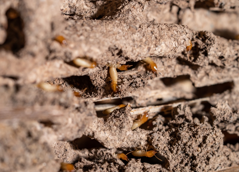 The Natural State Termite Removal Experts