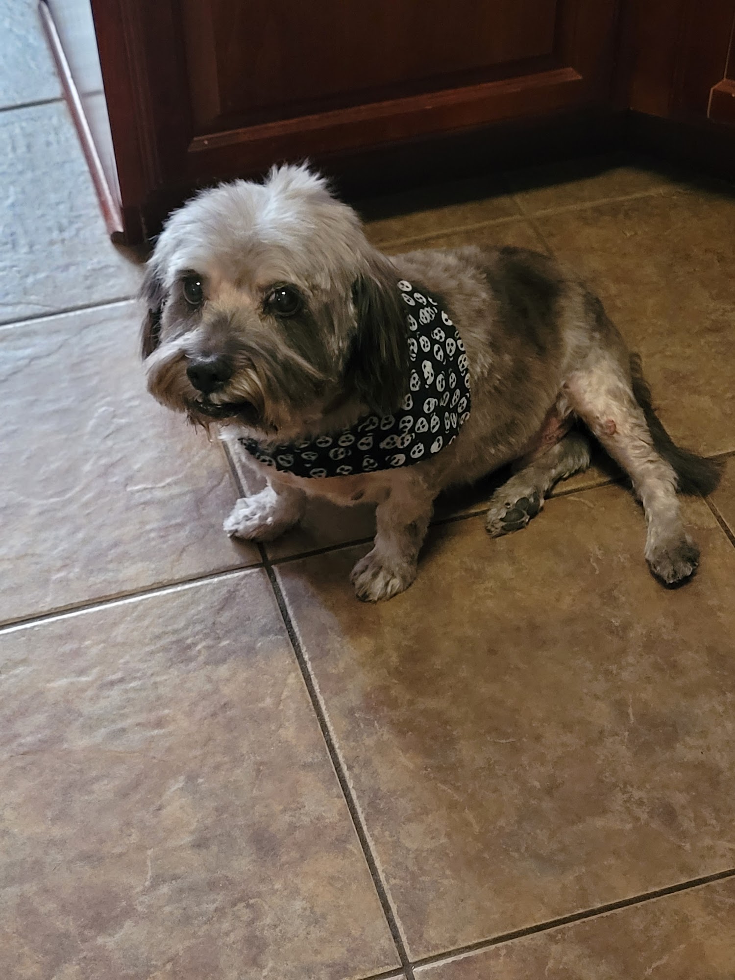 La Ti Dog Grooming Parlour Springdale