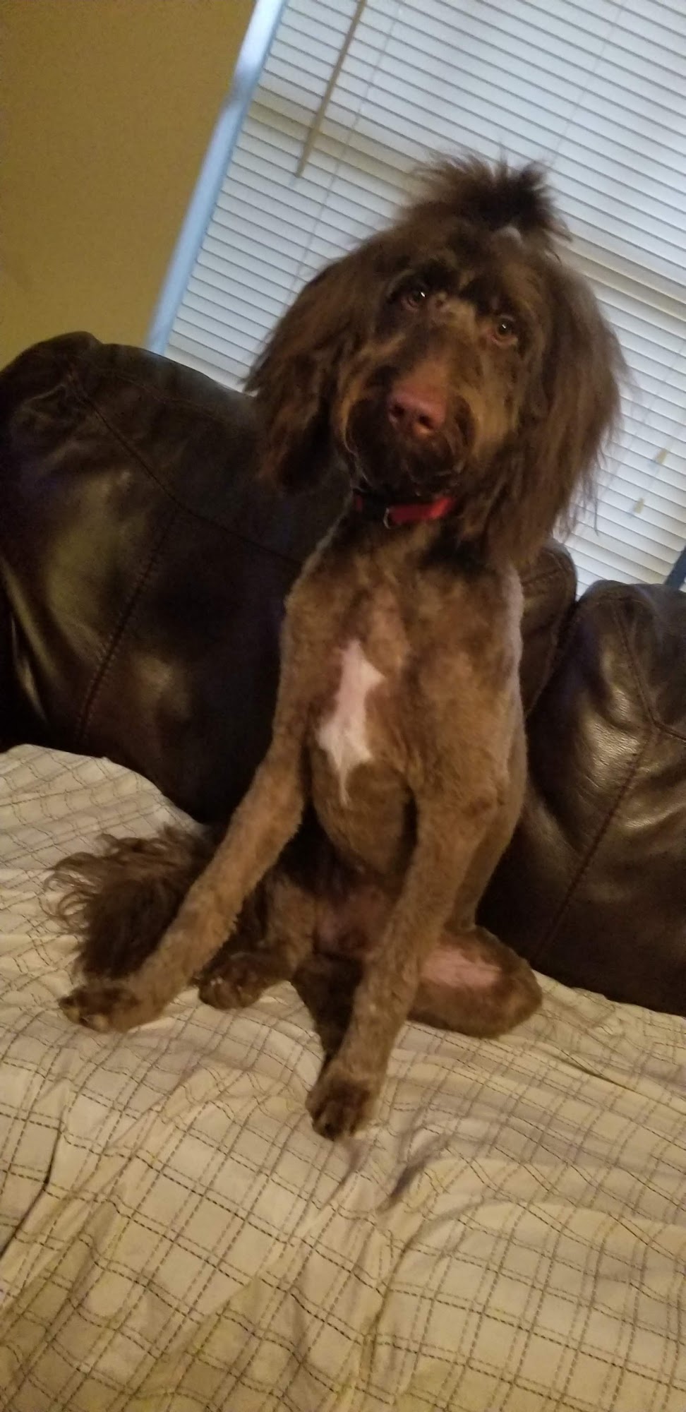 Sharon's Dog Grooming Parlour Van Buren