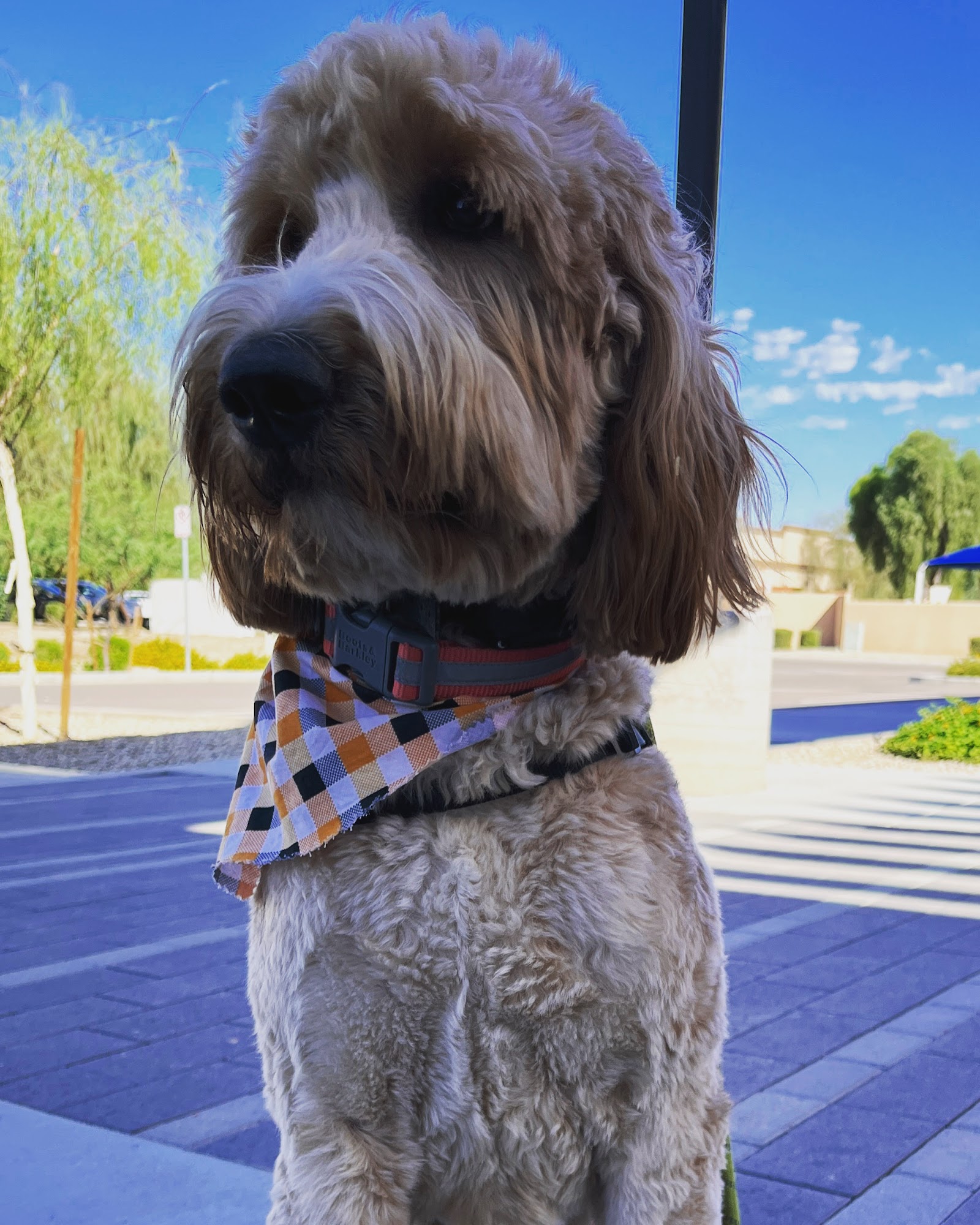 Bia's Pet Stop Avondale