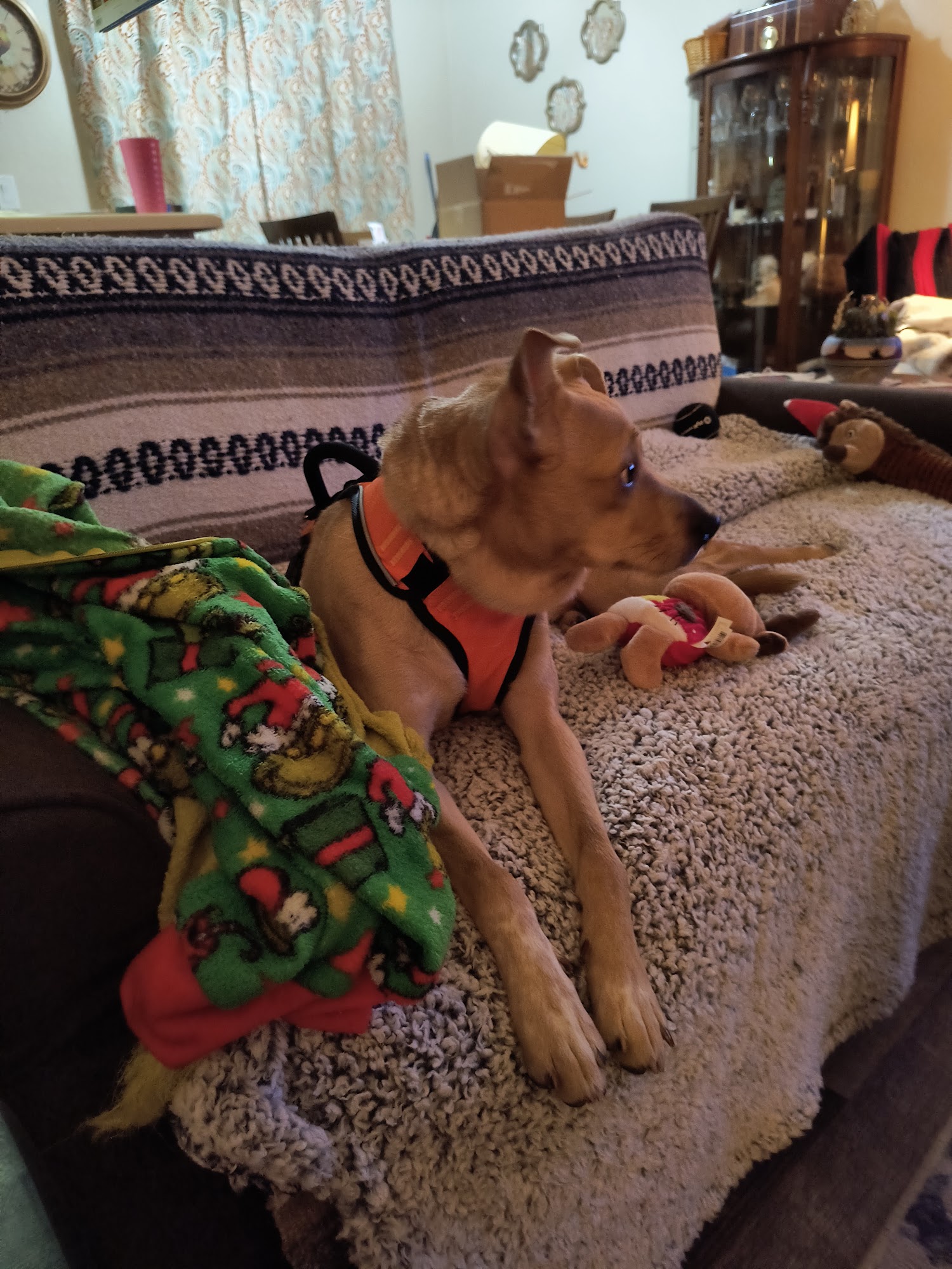 Animal Care and Welfare Shelter Bullhead City