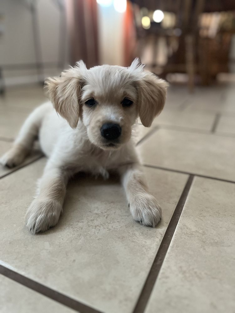 Small Animal Clinic: Adam Annie DVM Casa Grande