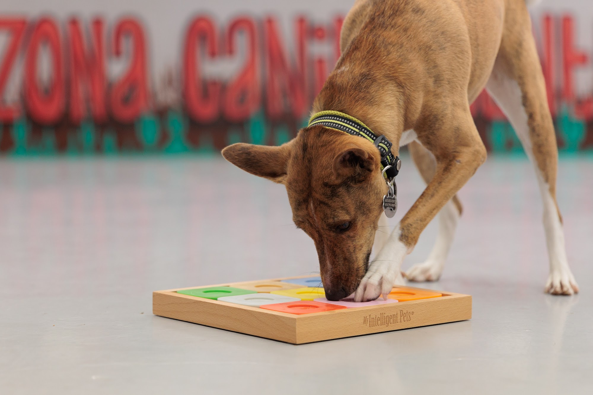 AZ Canine Centers Chandler