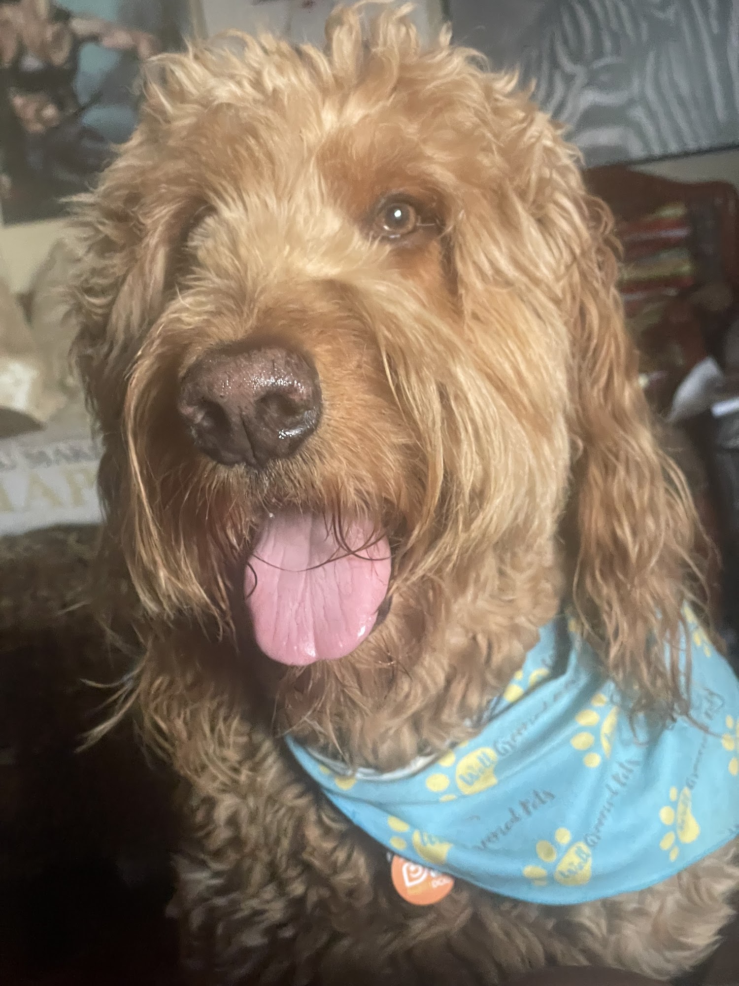 Dogtopia of South Chandler Chandler