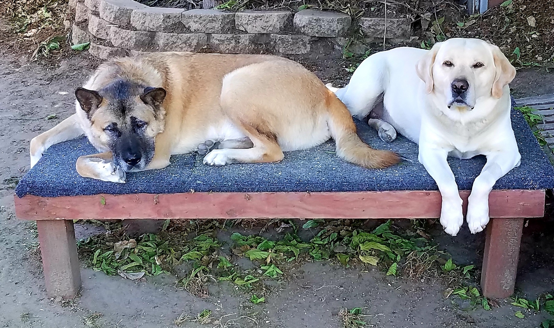 Kingsmark Kennels Flagstaff