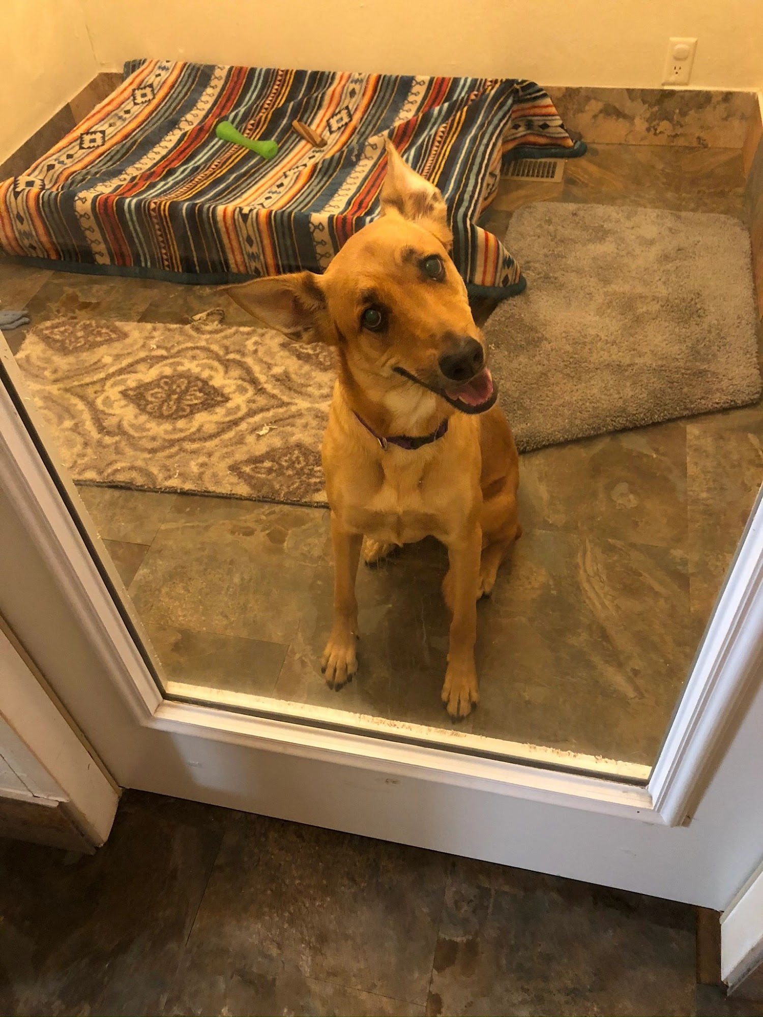 Bed Bath and Biscuits Pet Resort Flagstaff