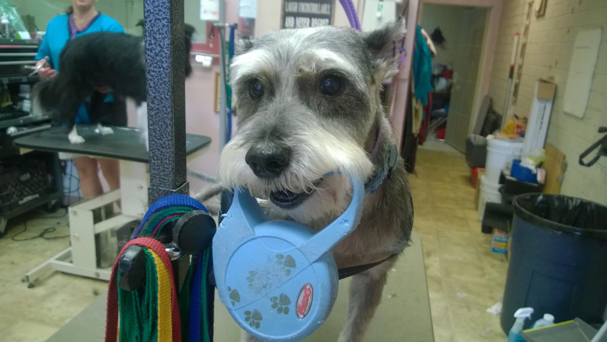 Dorothy's K9 Grooming Flagstaff