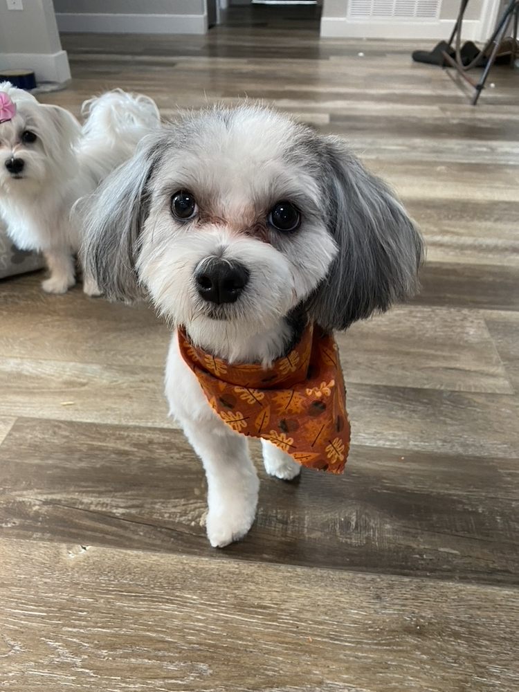 Talk To The Paw Fountain Hills