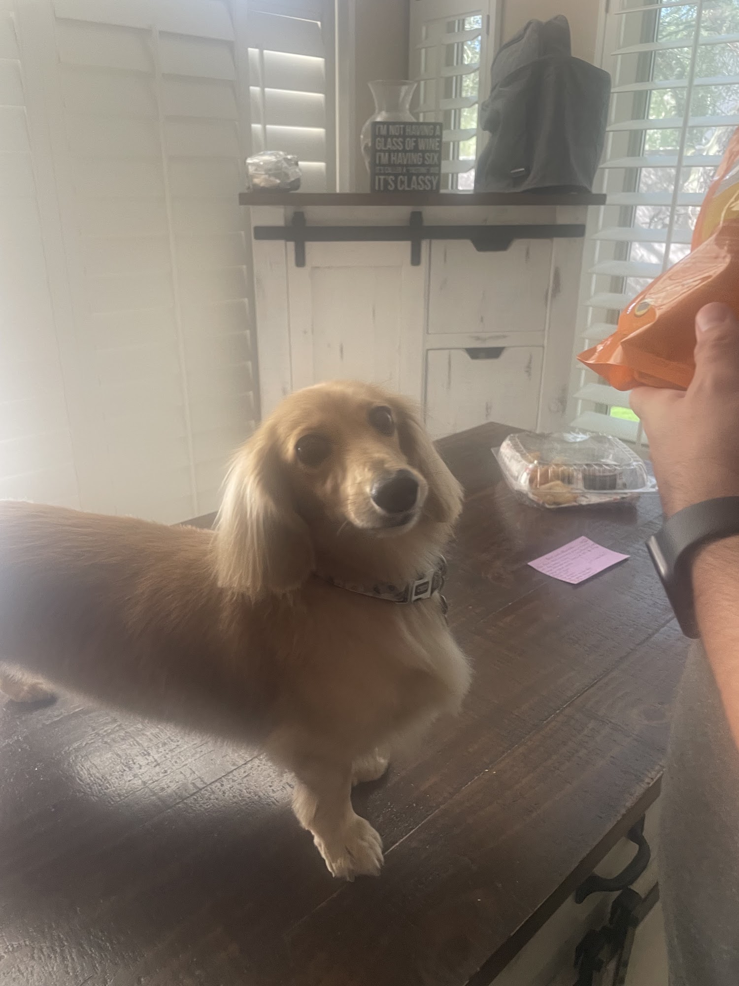 Pal's Inn Pet Resort Fountain Hills