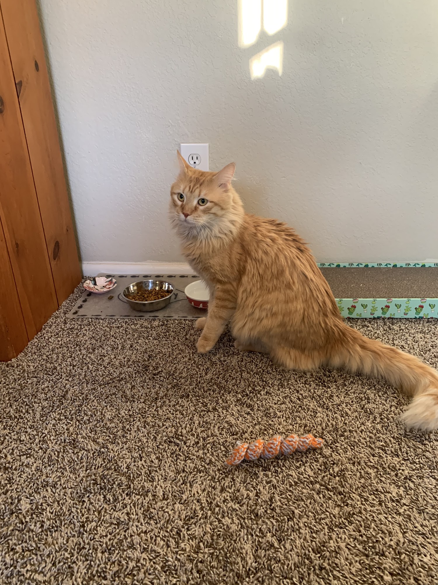 Fearless Kitty Rescue Fountain Hills