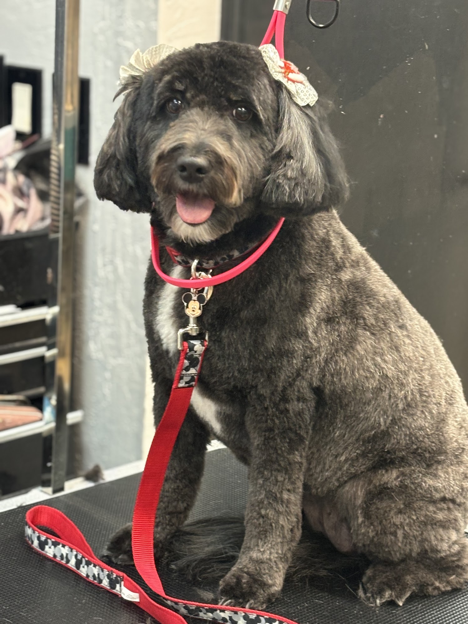 Aardbark Grooming Gilbert