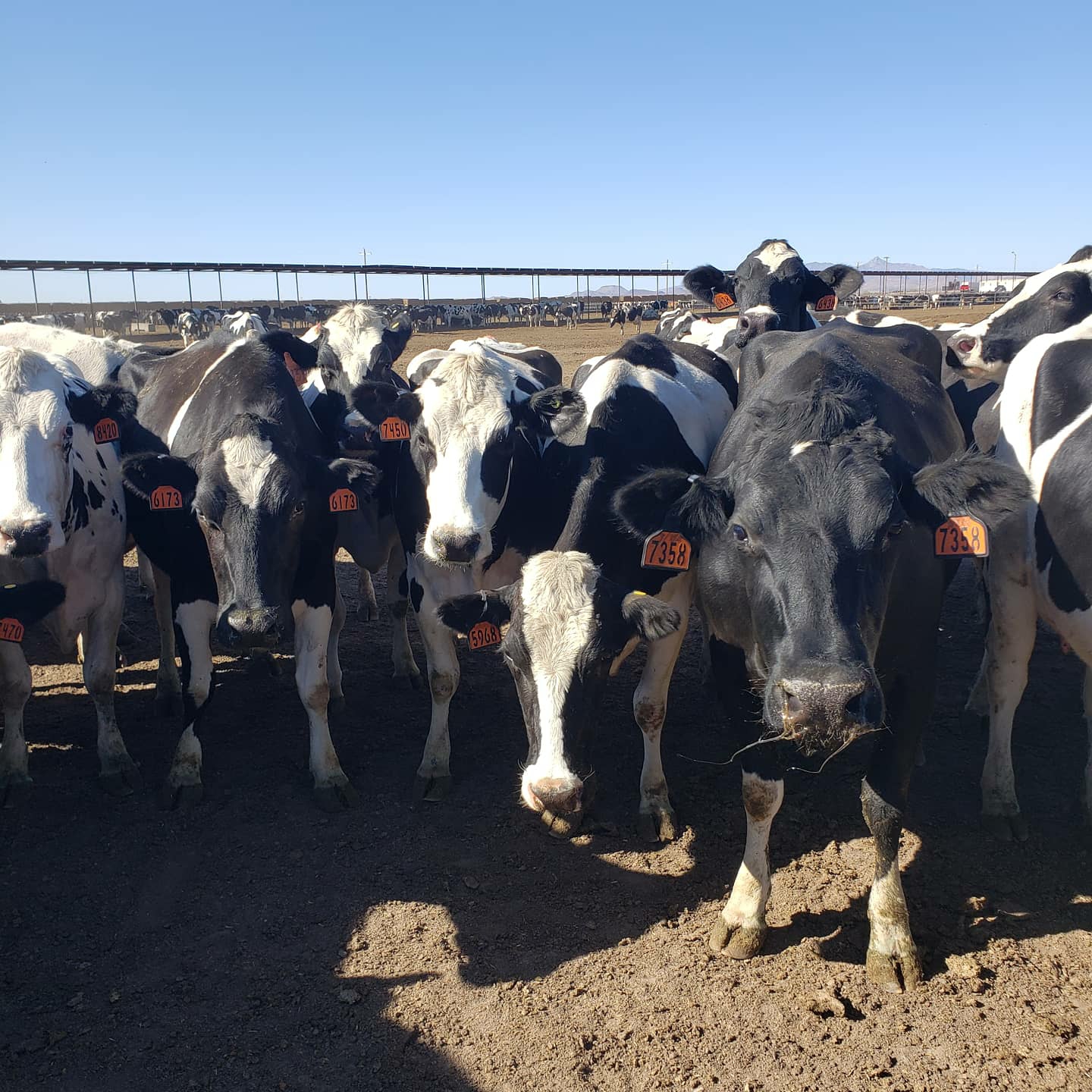 Herd Health Management Gilbert